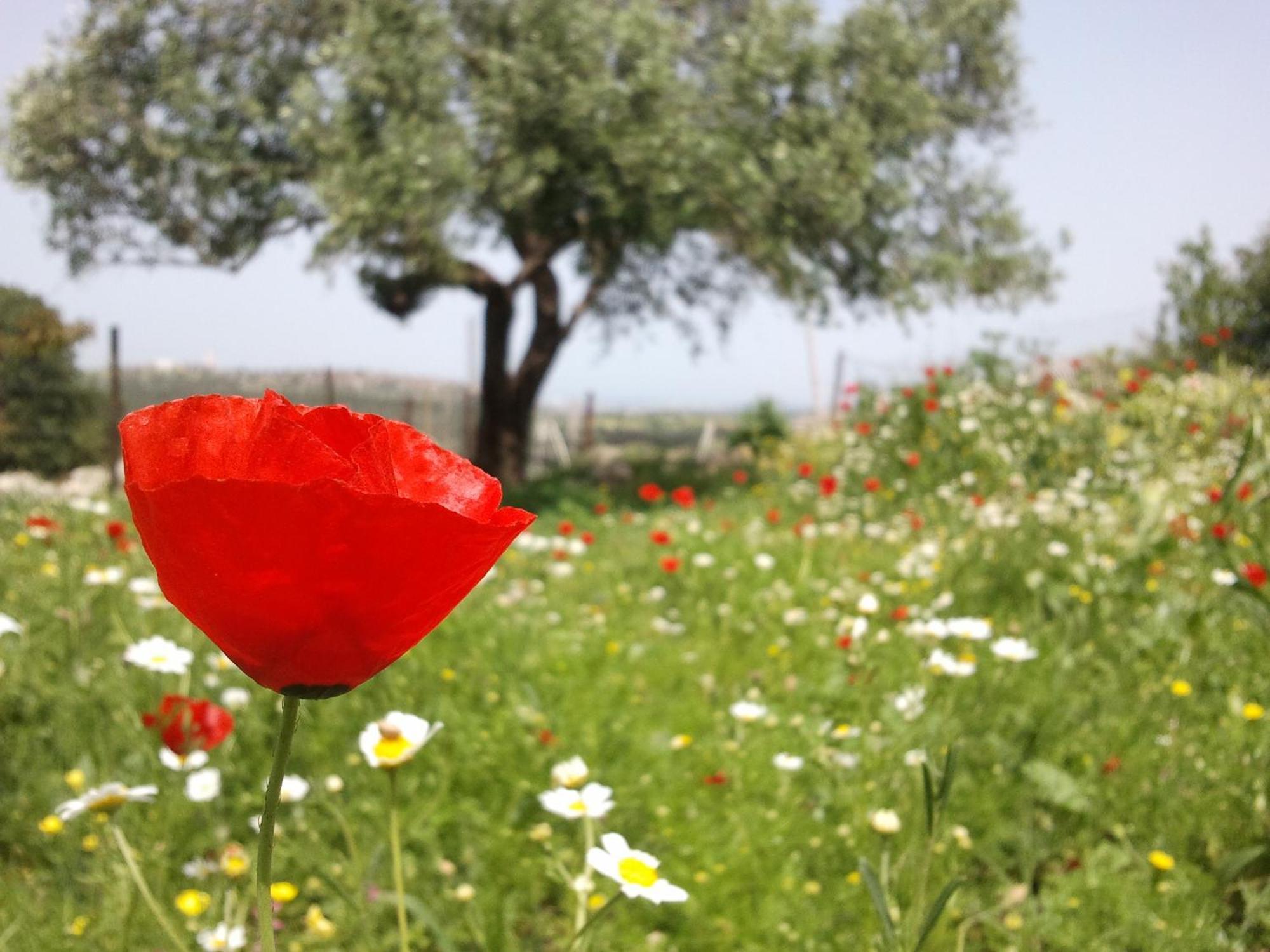 Galilee Bedouin Camplodge Tabash Zewnętrze zdjęcie